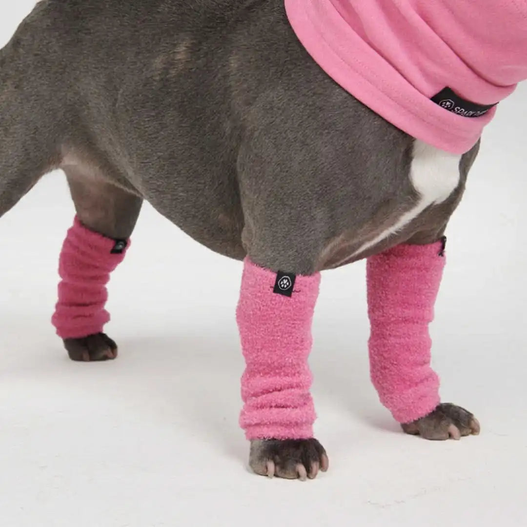 sparkpawsmaut.com
