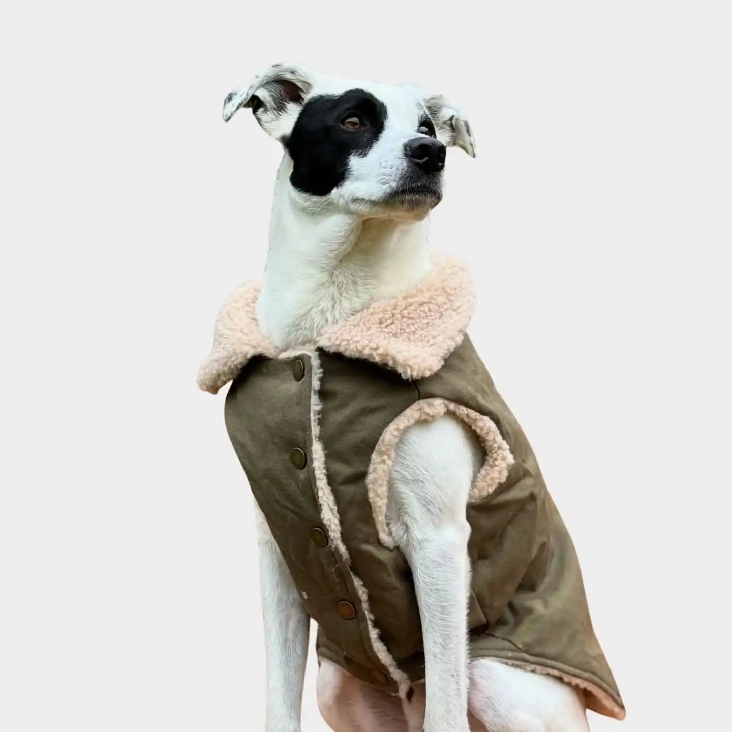 sparkpawsmaut.com