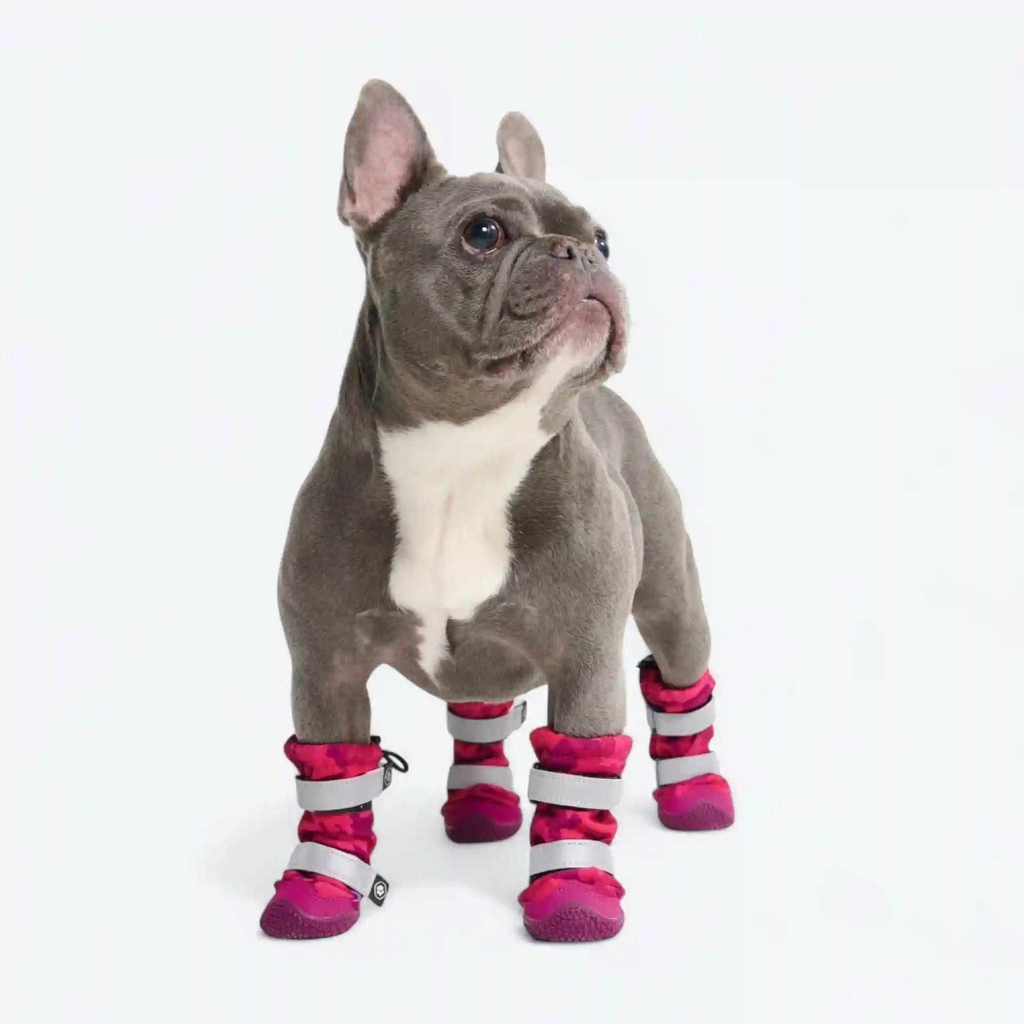 sparkpawsmaut.com
