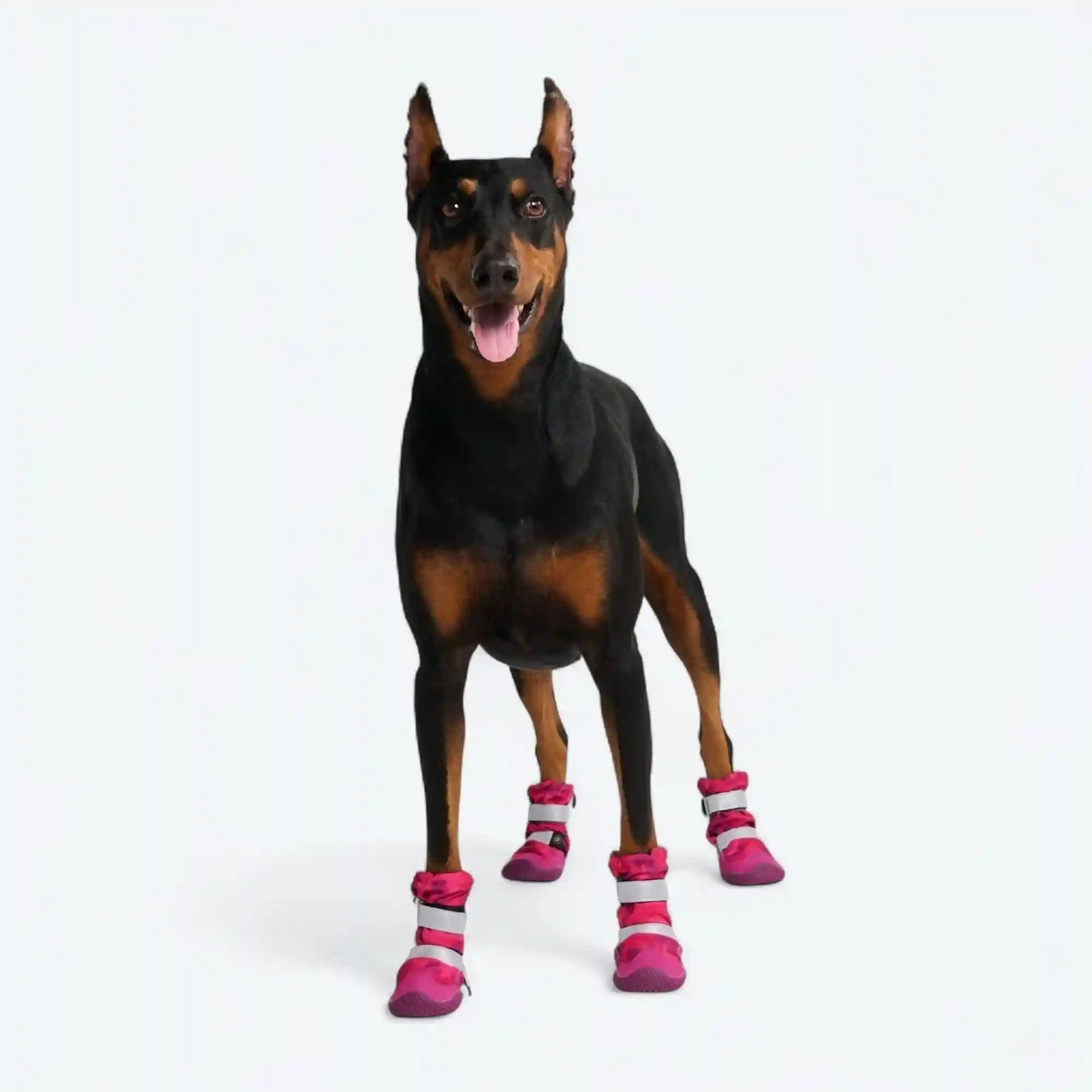 sparkpawsmaut.com