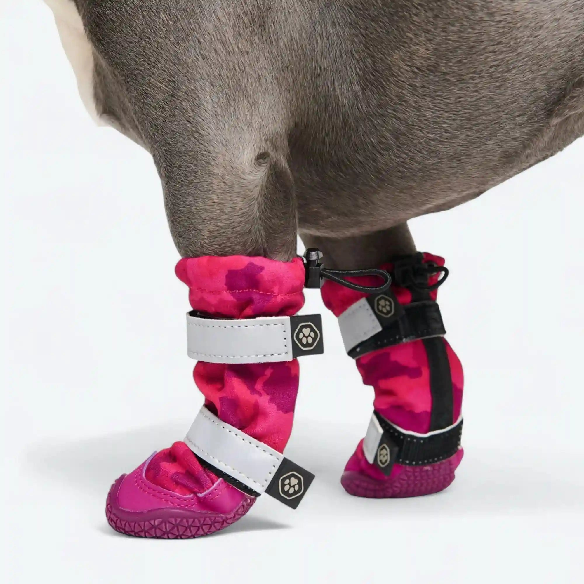 sparkpawsmaut.com