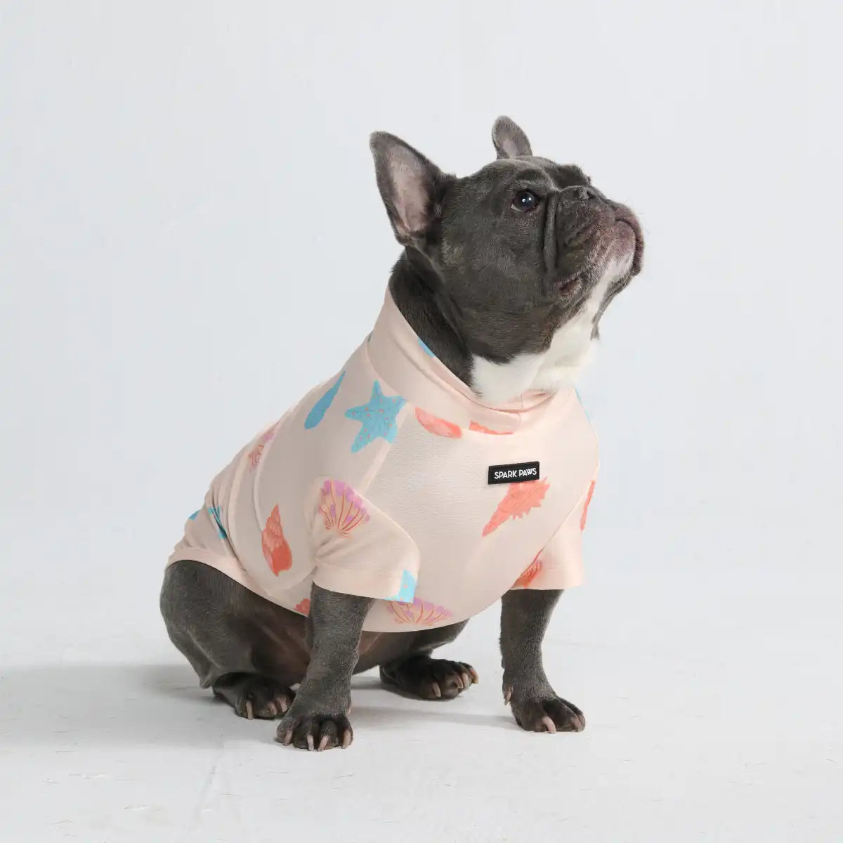 sparkpawsmaut.com