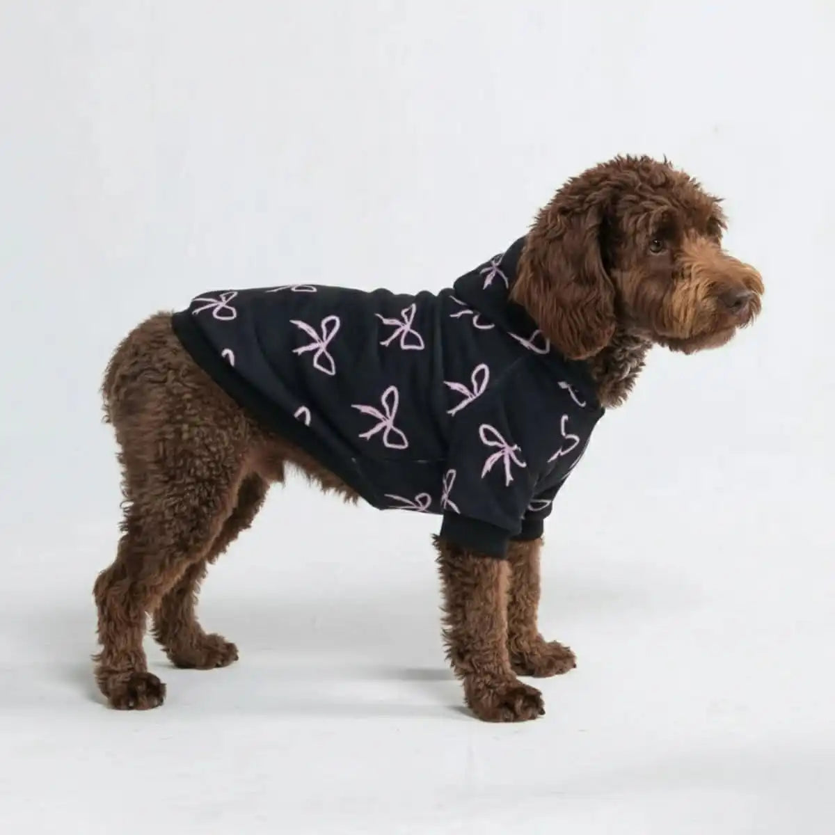 sparkpawsmaut.com