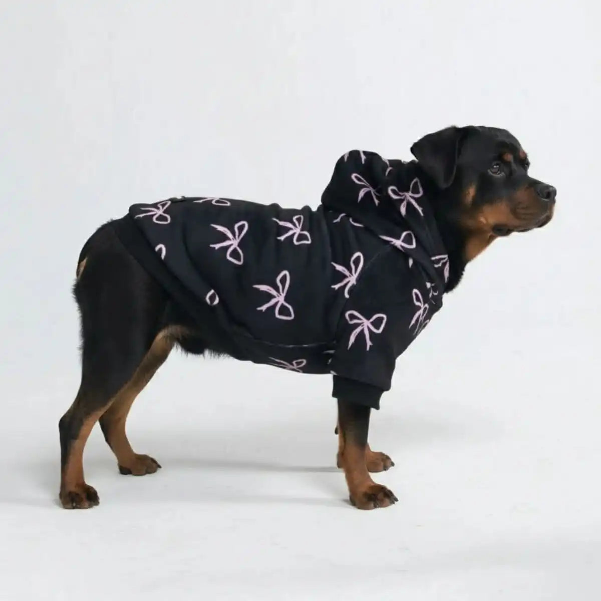 sparkpawsmaut.com