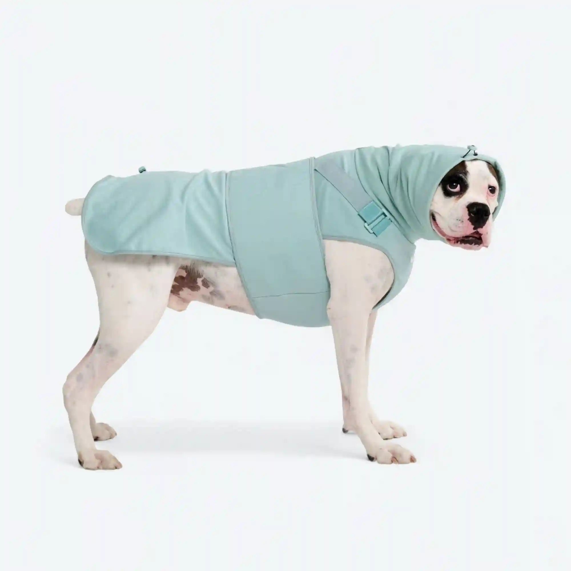 sparkpawsmaut.com