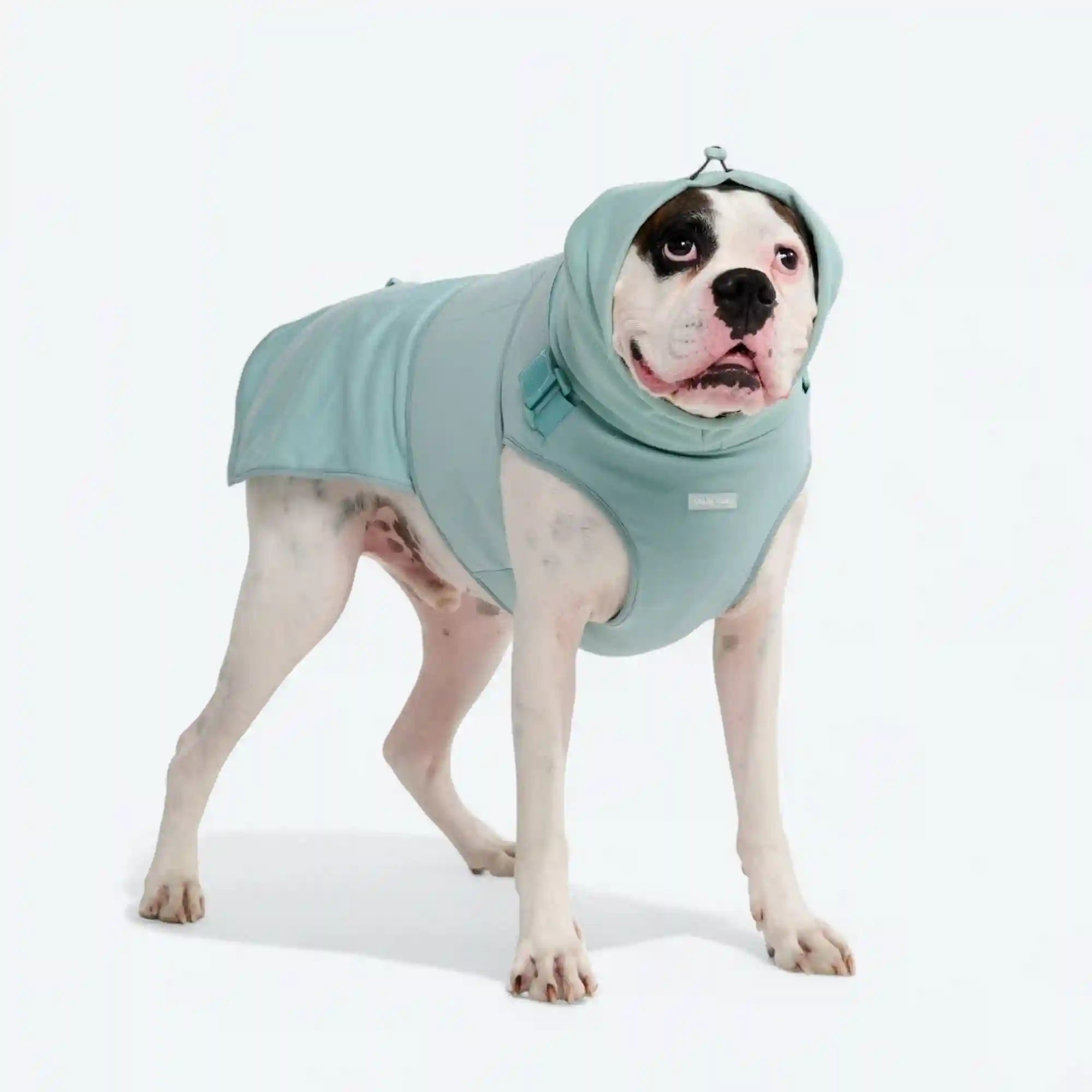 sparkpawsmaut.com