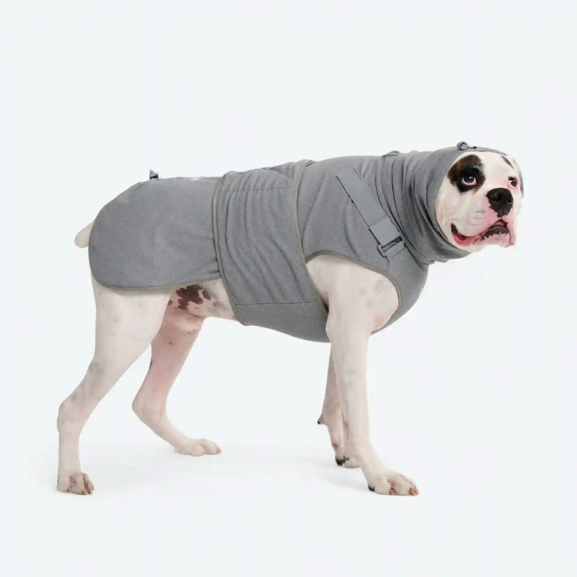 sparkpawsmaut.com