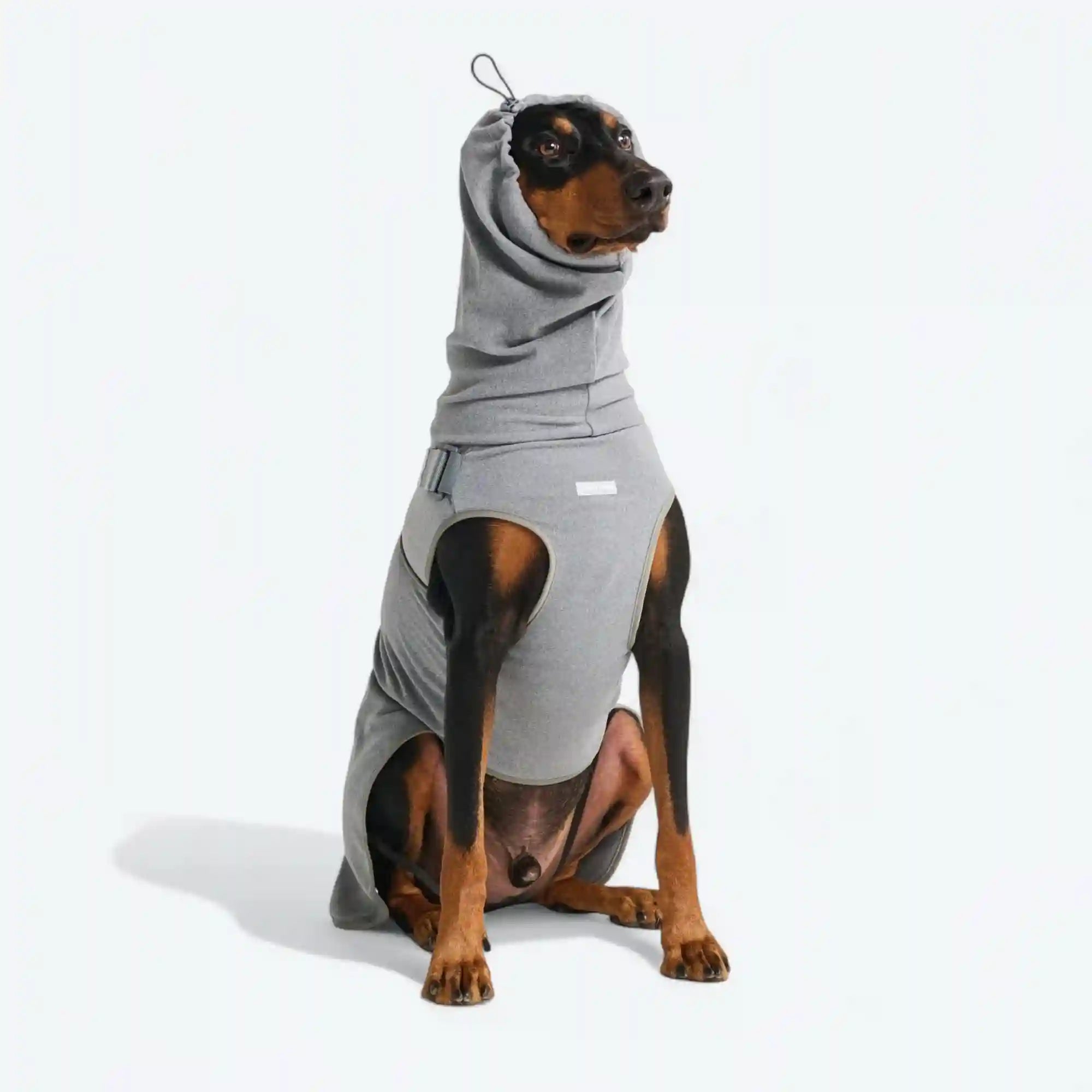 sparkpawsmaut.com
