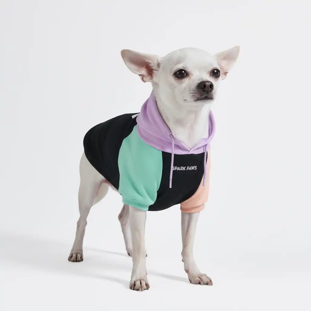 sparkpawsmaut.com