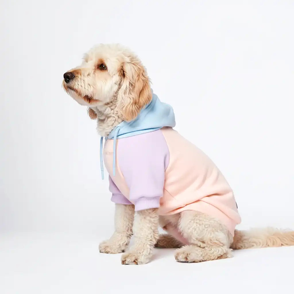 sparkpawsmaut.com