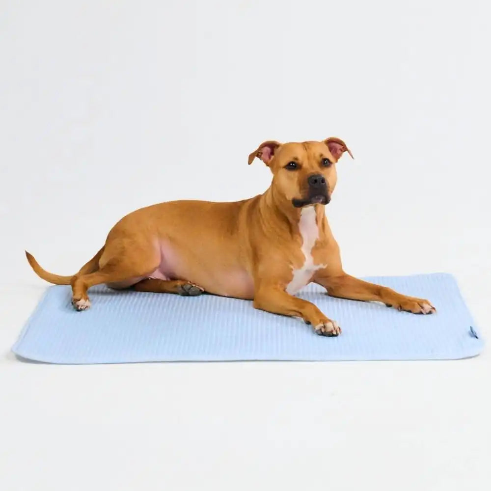 sparkpawsmaut.com