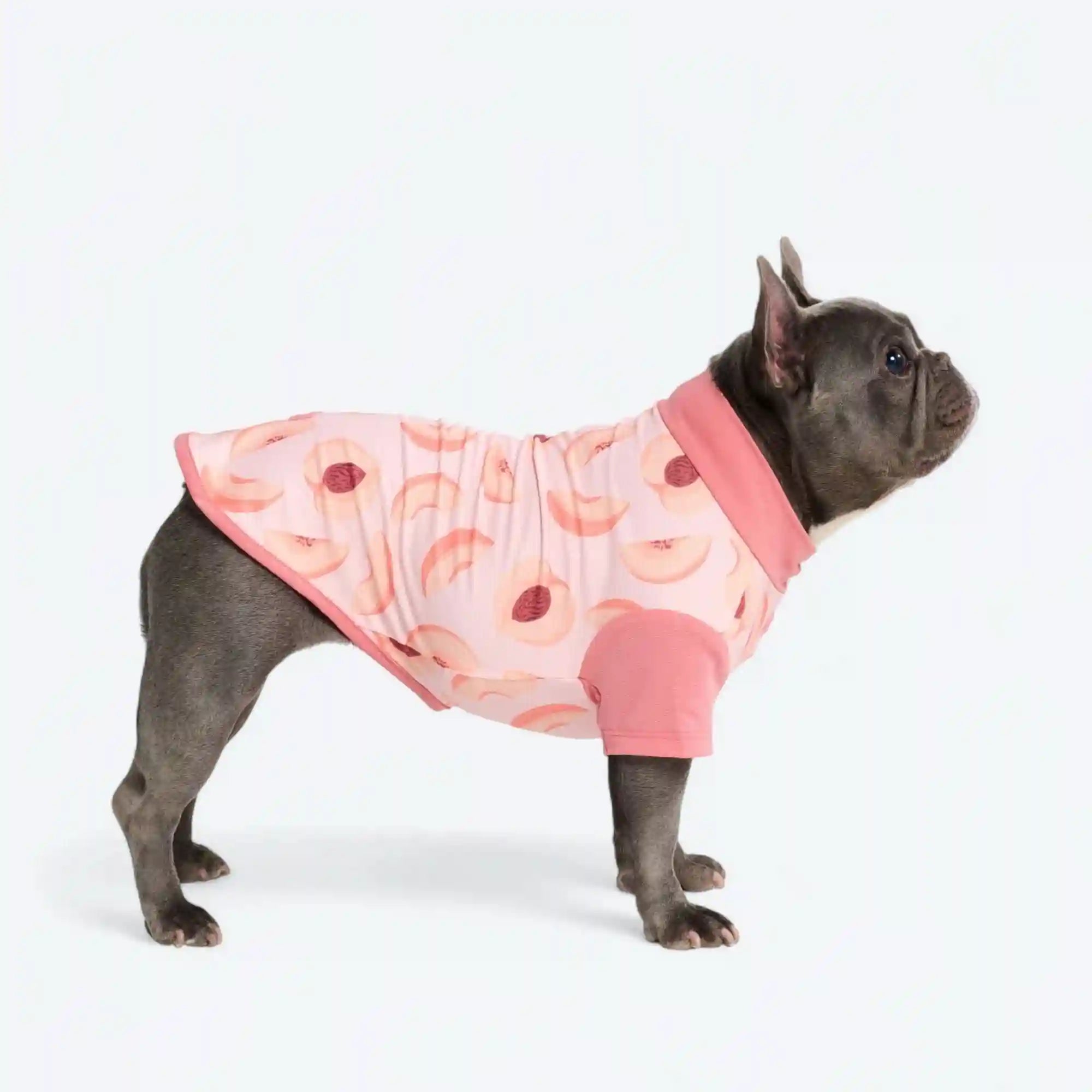 sparkpawsmaut.com