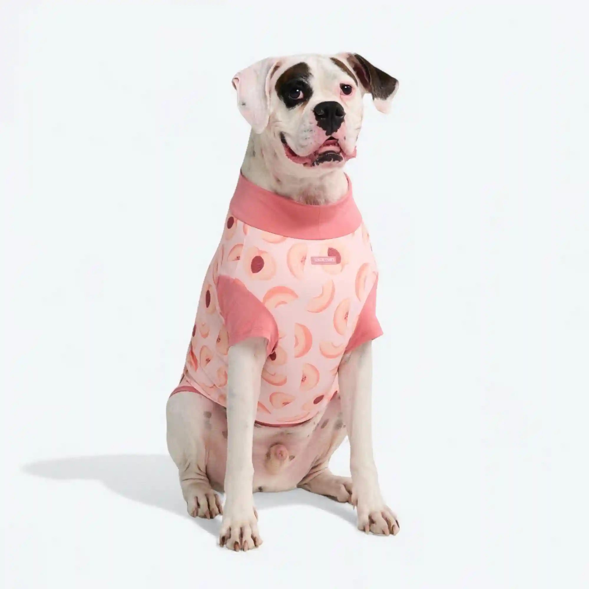 sparkpawsmaut.com
