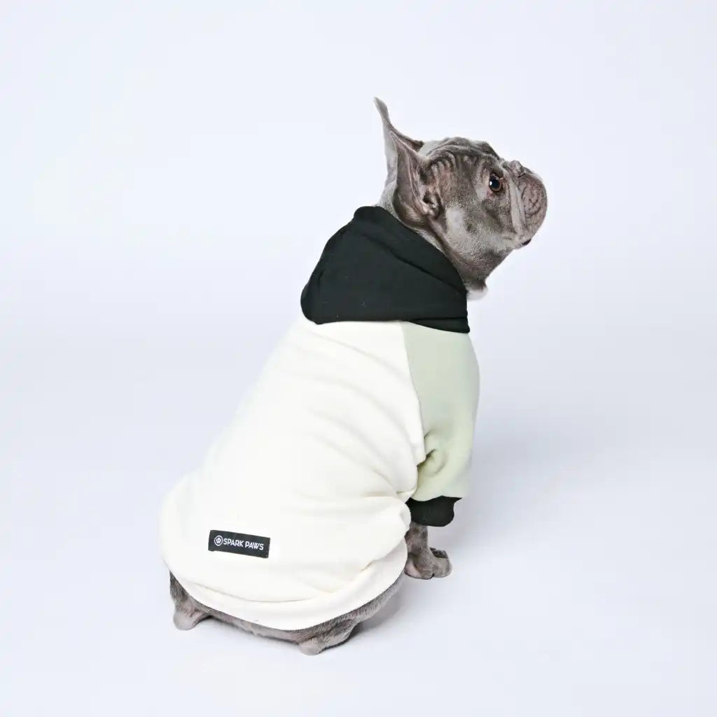 sparkpawsmaut.com