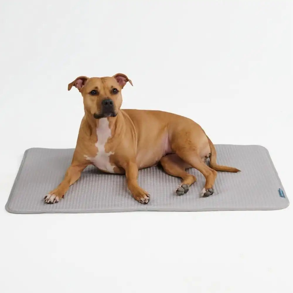 sparkpawsmaut.com
