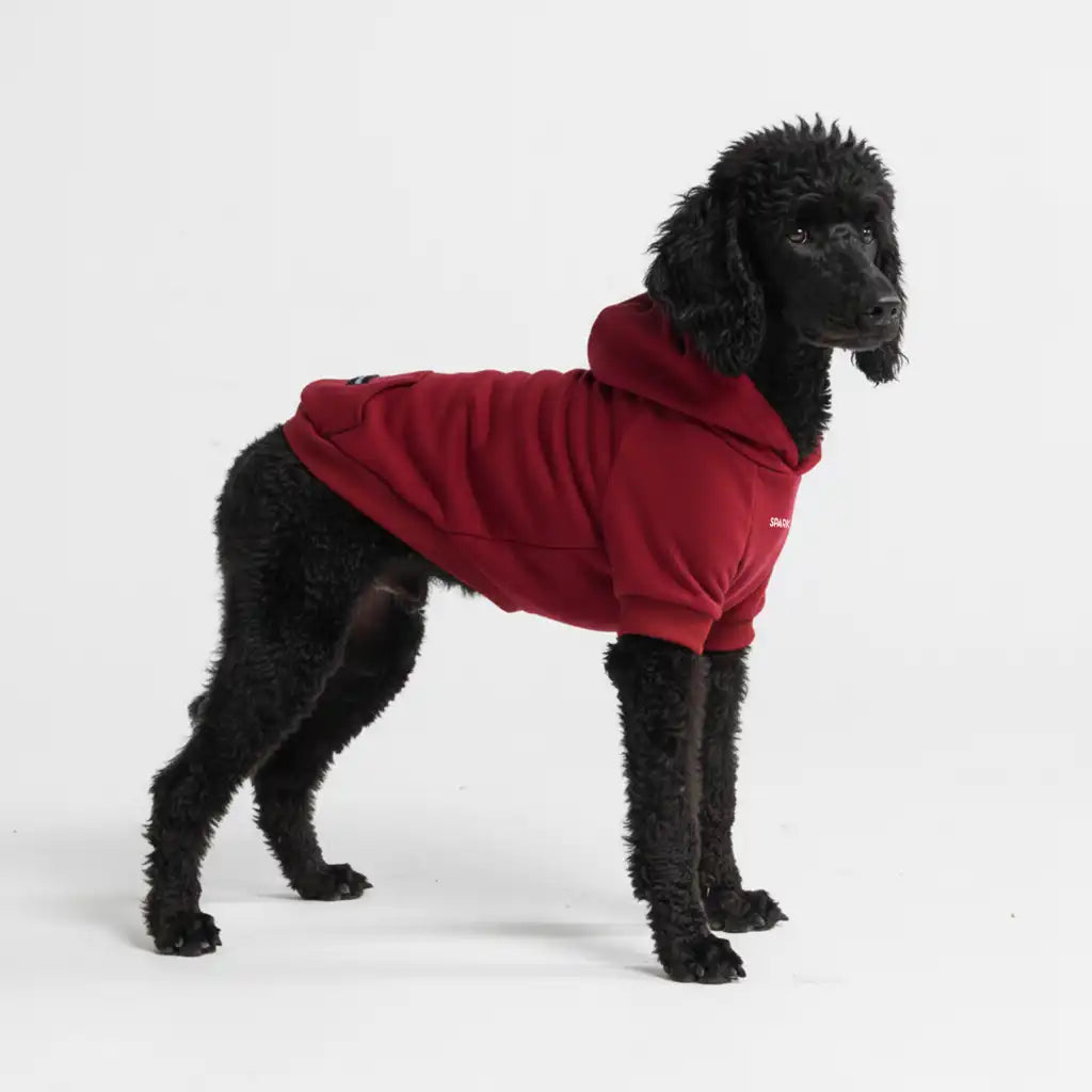 sparkpawsmaut.com