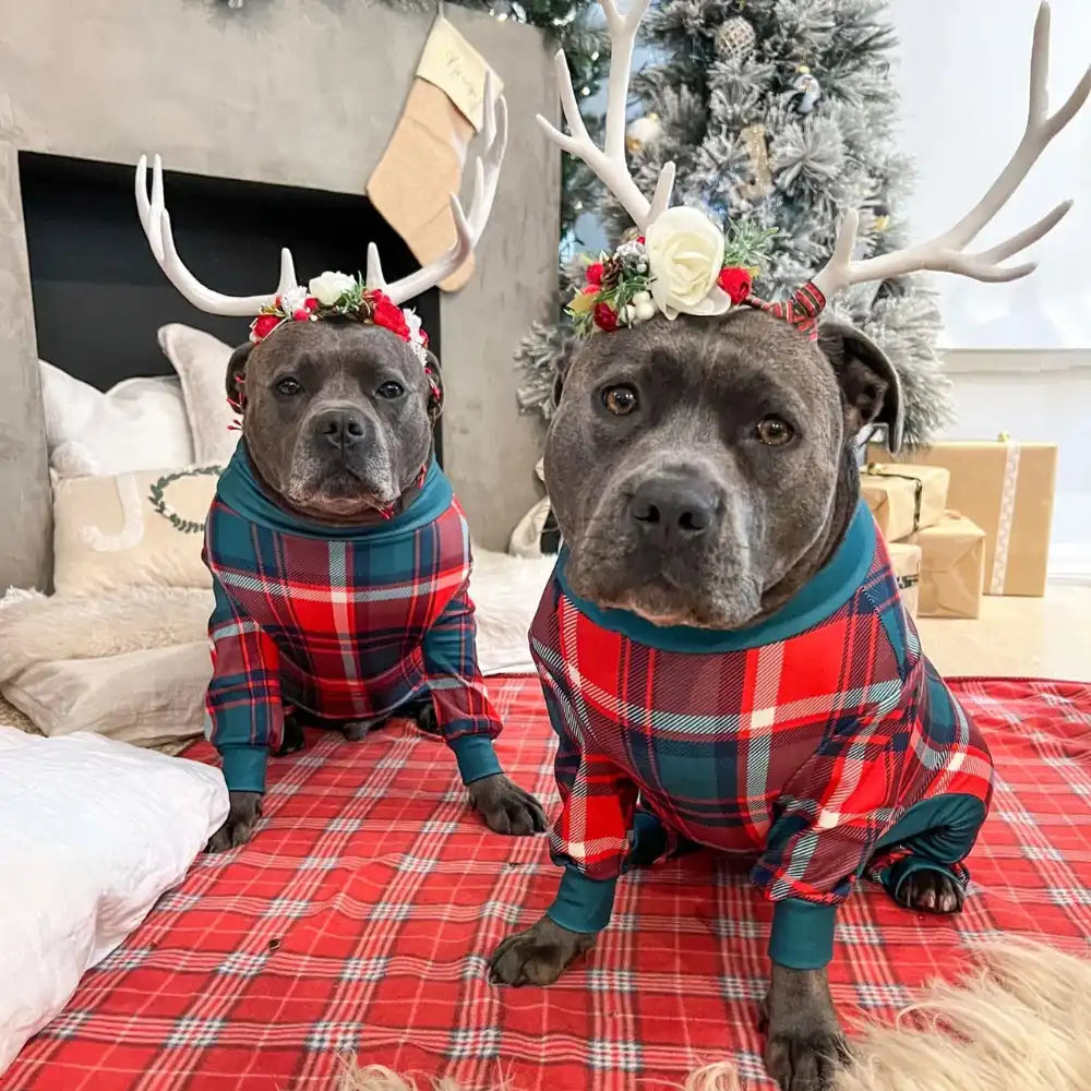 sparkpawsmaut.com