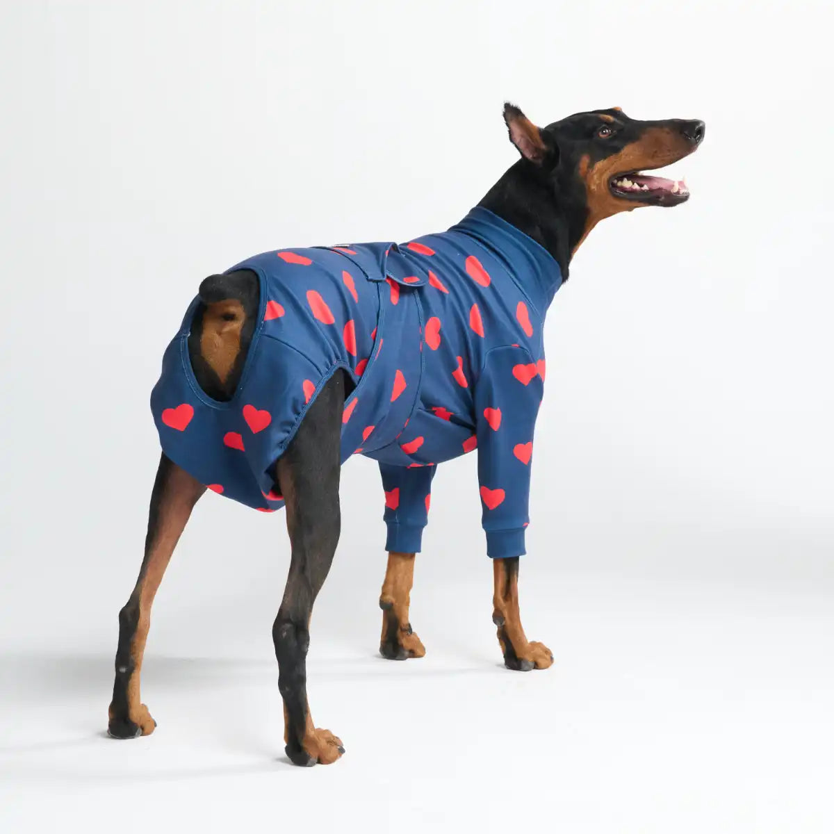 sparkpawsmaut.com