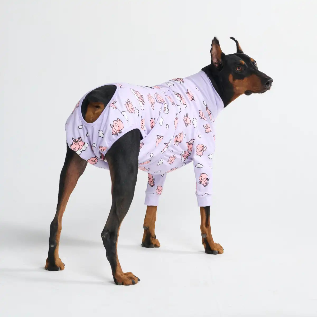 sparkpawsmaut.com