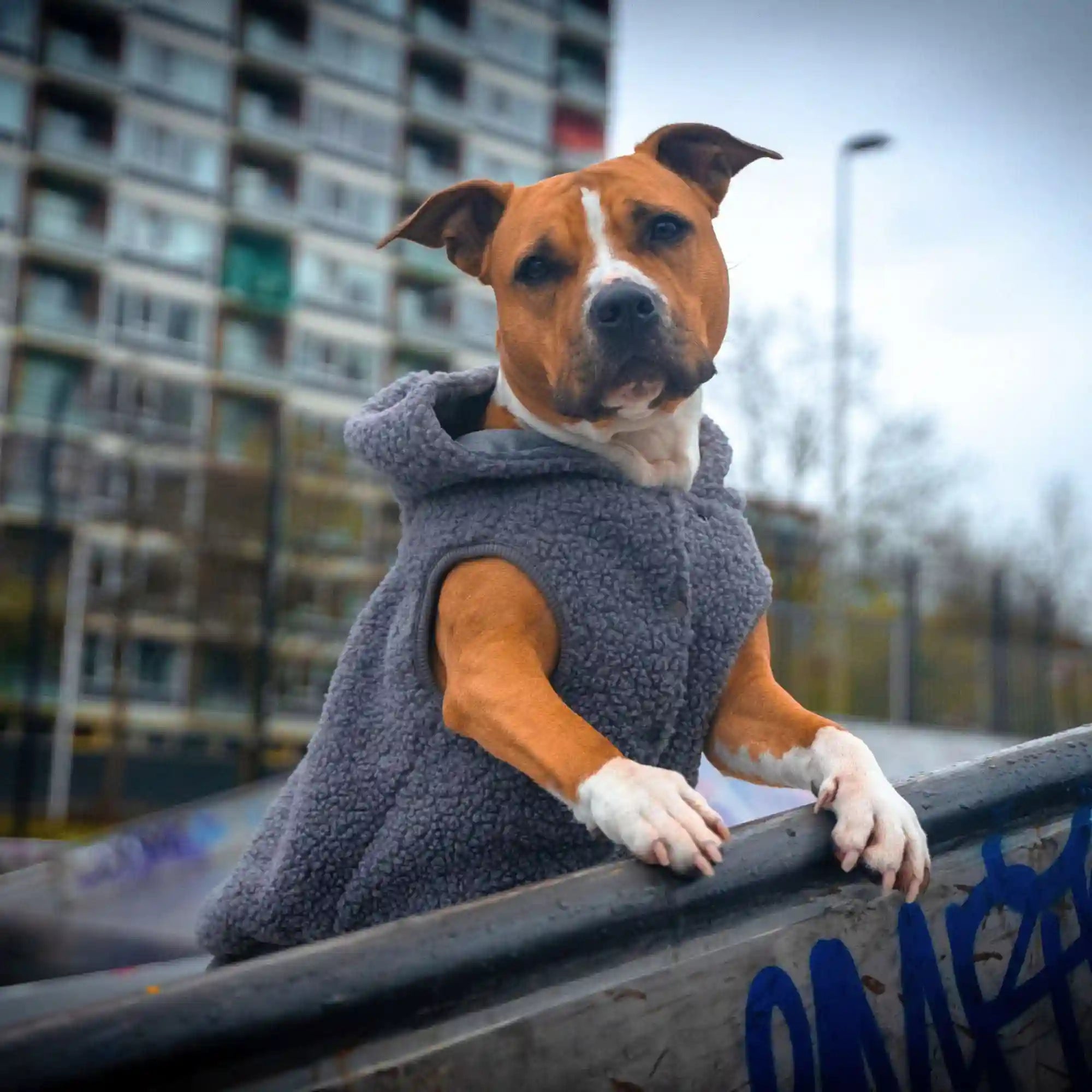 sparkpawsmaut.com