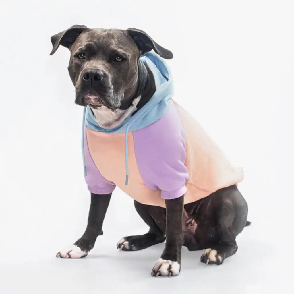 sparkpawsmaut.com