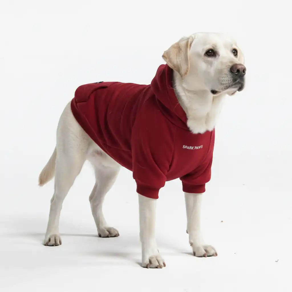 sparkpawsmaut.com