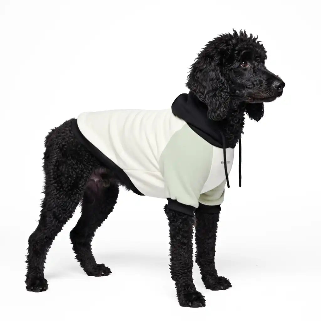 sparkpawsmaut.com