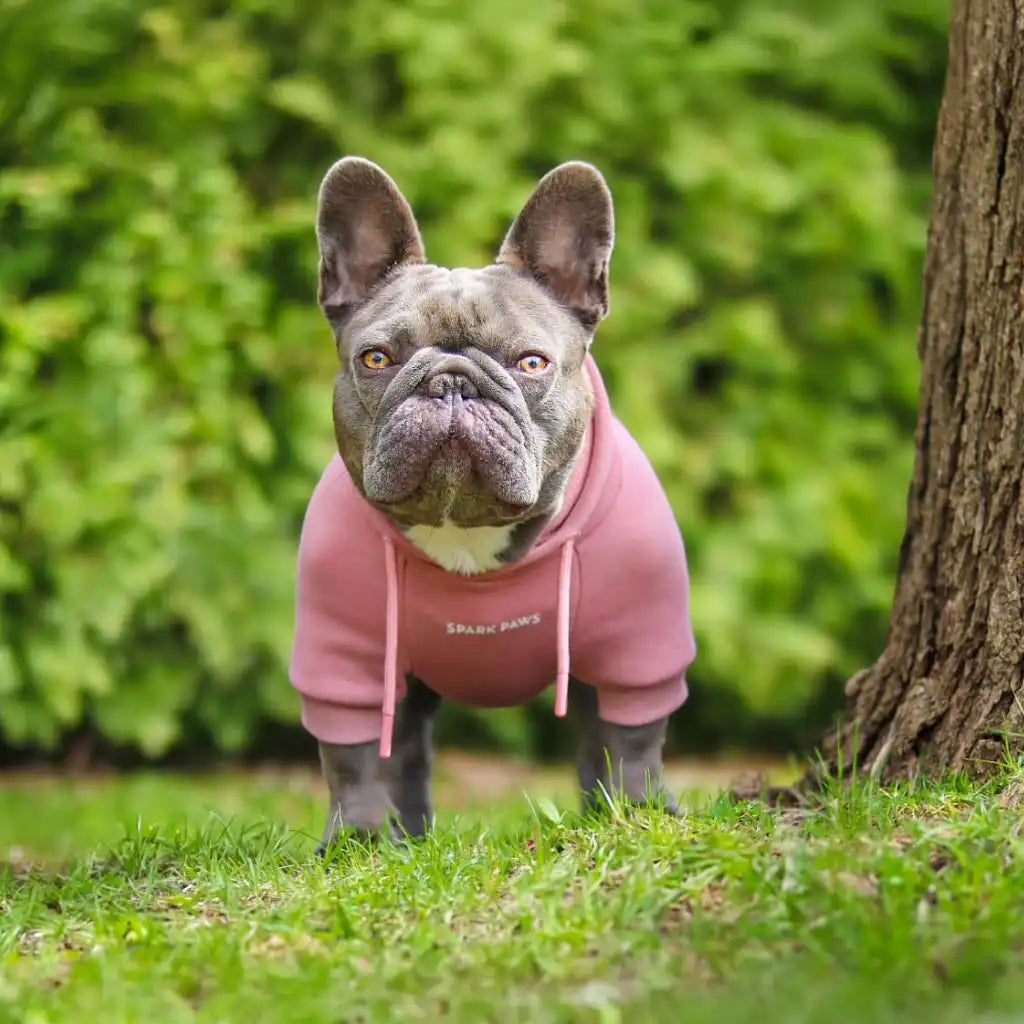 sparkpawsmaut.com