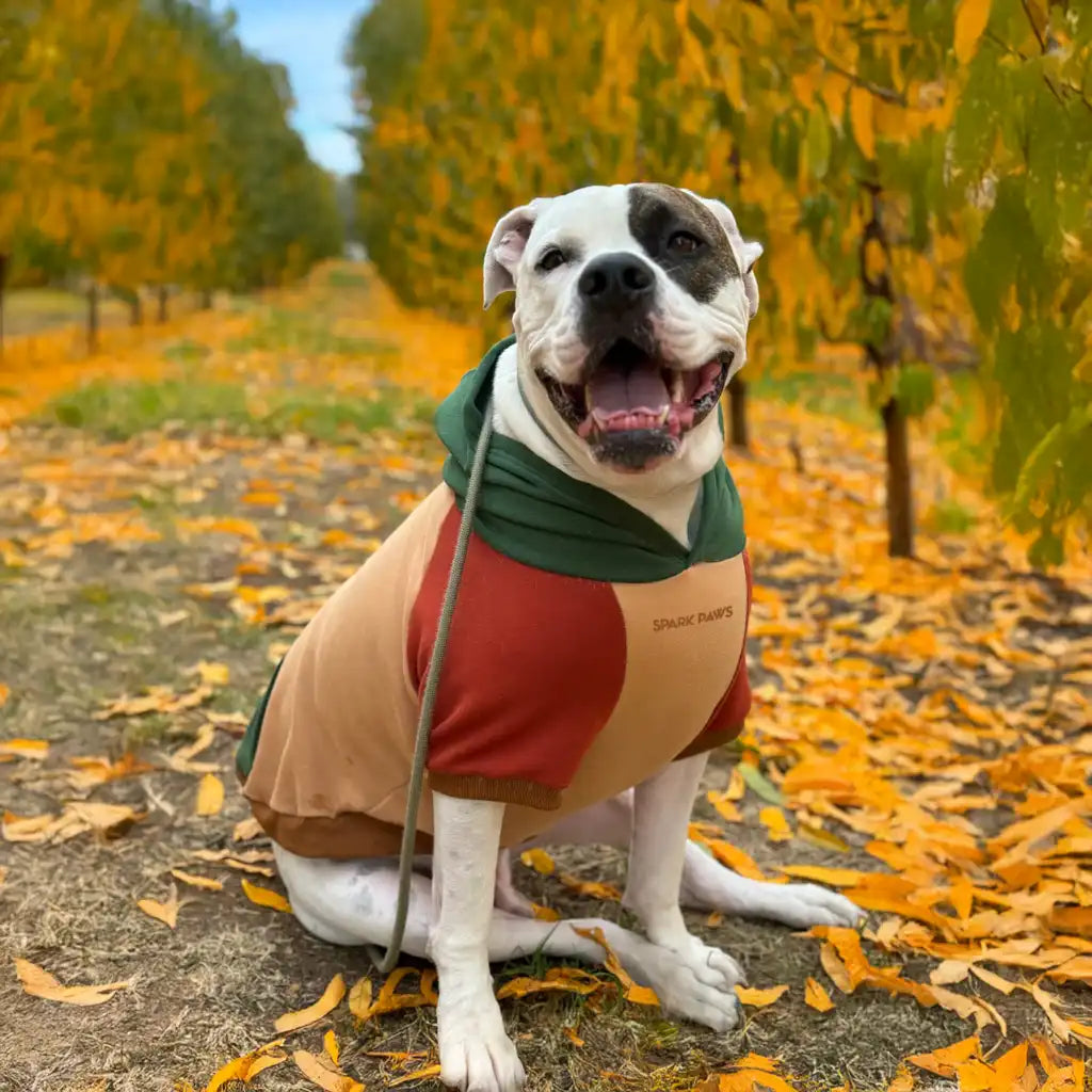 sparkpawsmaut.com