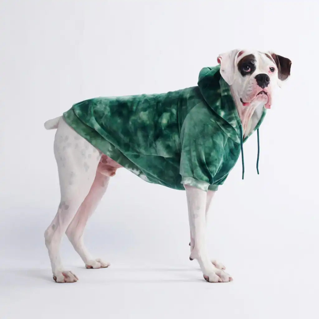 sparkpawsmaut.com