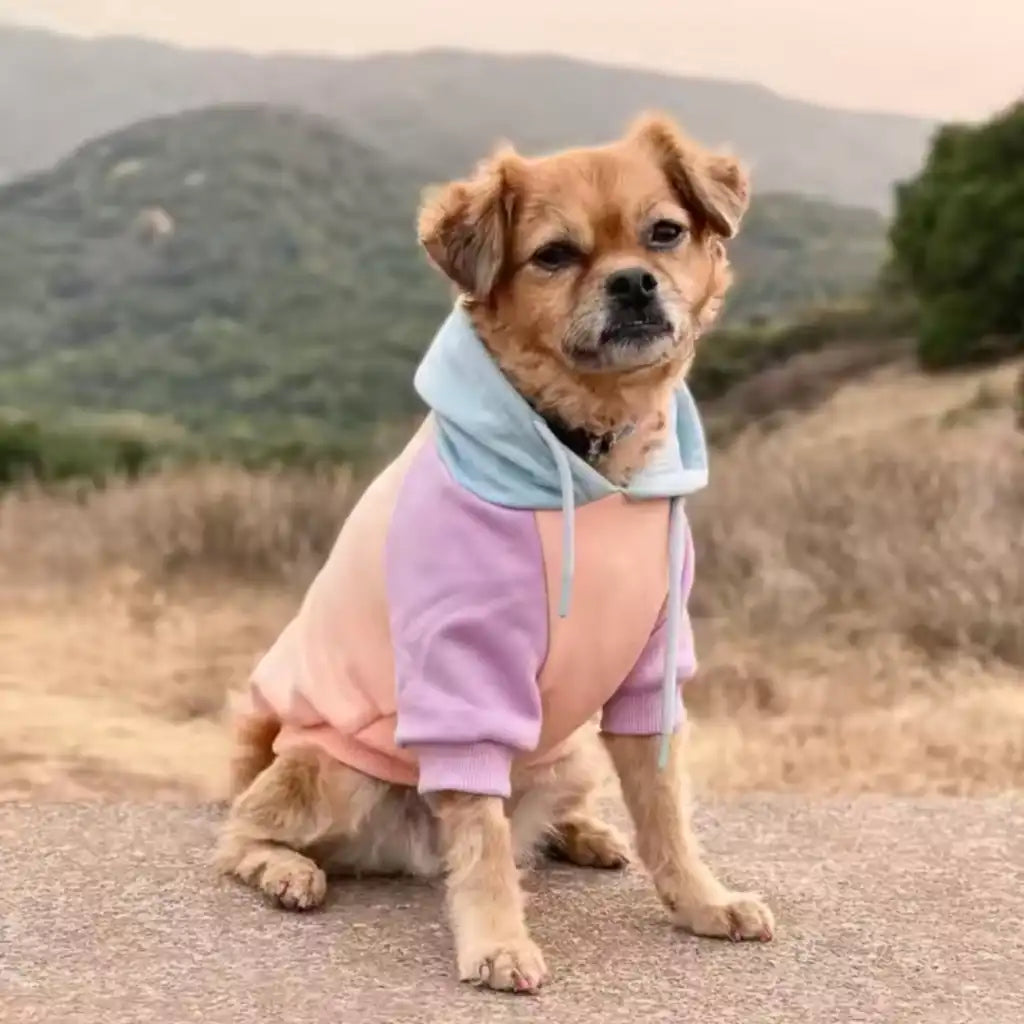sparkpawsmaut.com