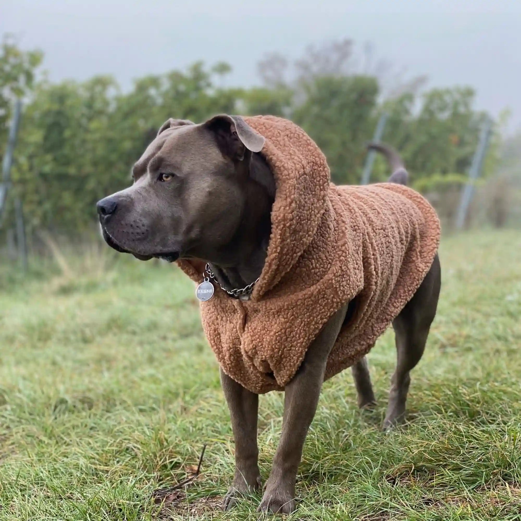 sparkpawsmaut.com
