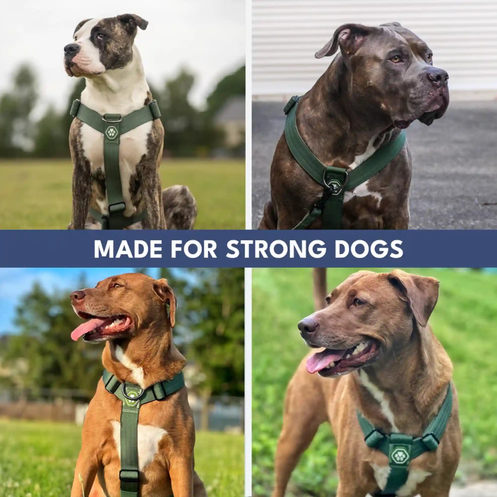 sparkpawsmaut.com
