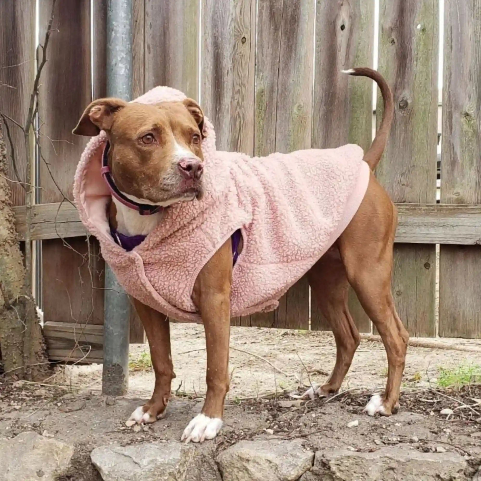 sparkpawsmaut.com