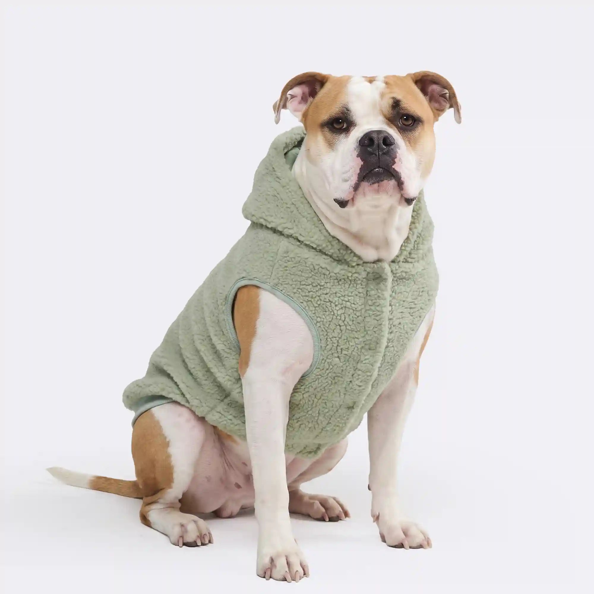 sparkpawsmaut.com