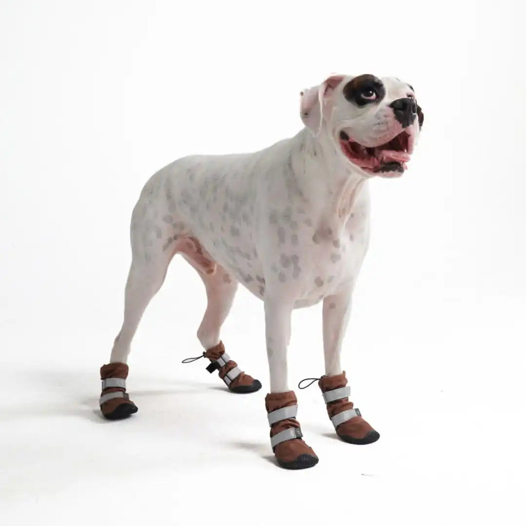 sparkpawsmaut.com