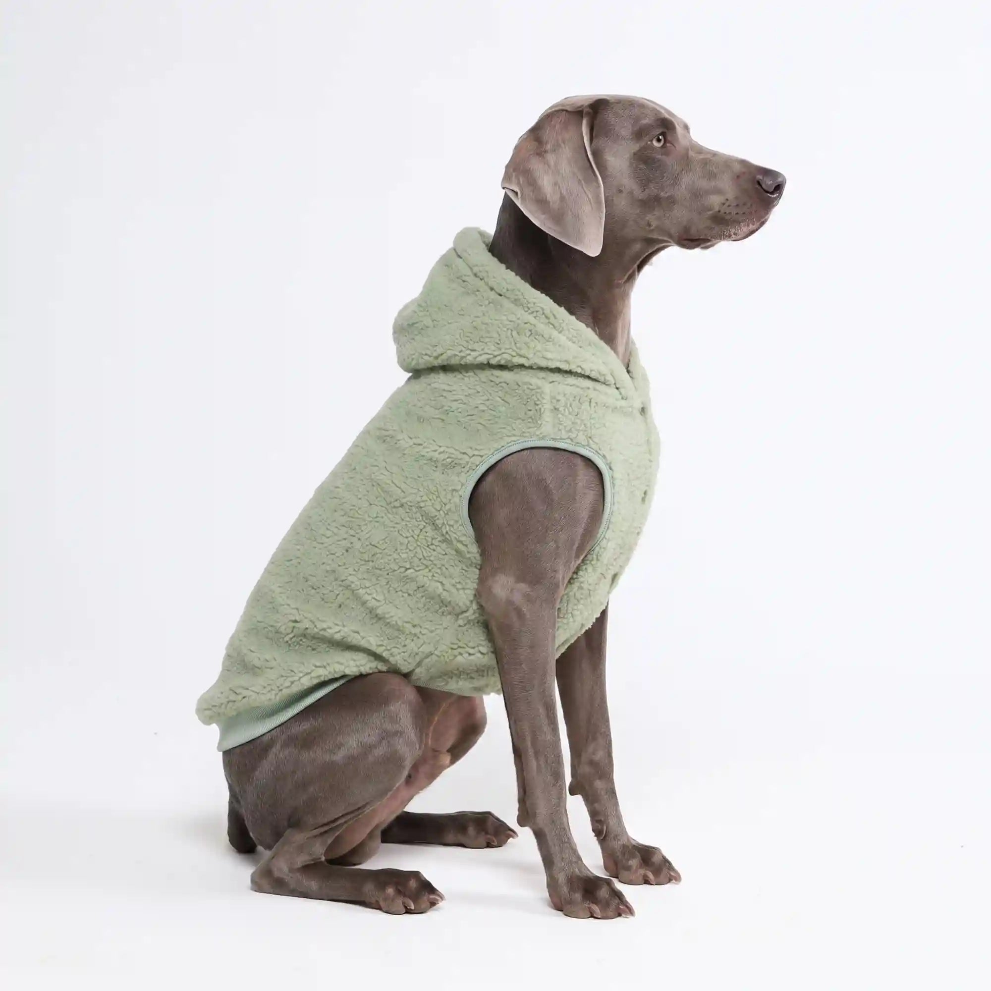 sparkpawsmaut.com