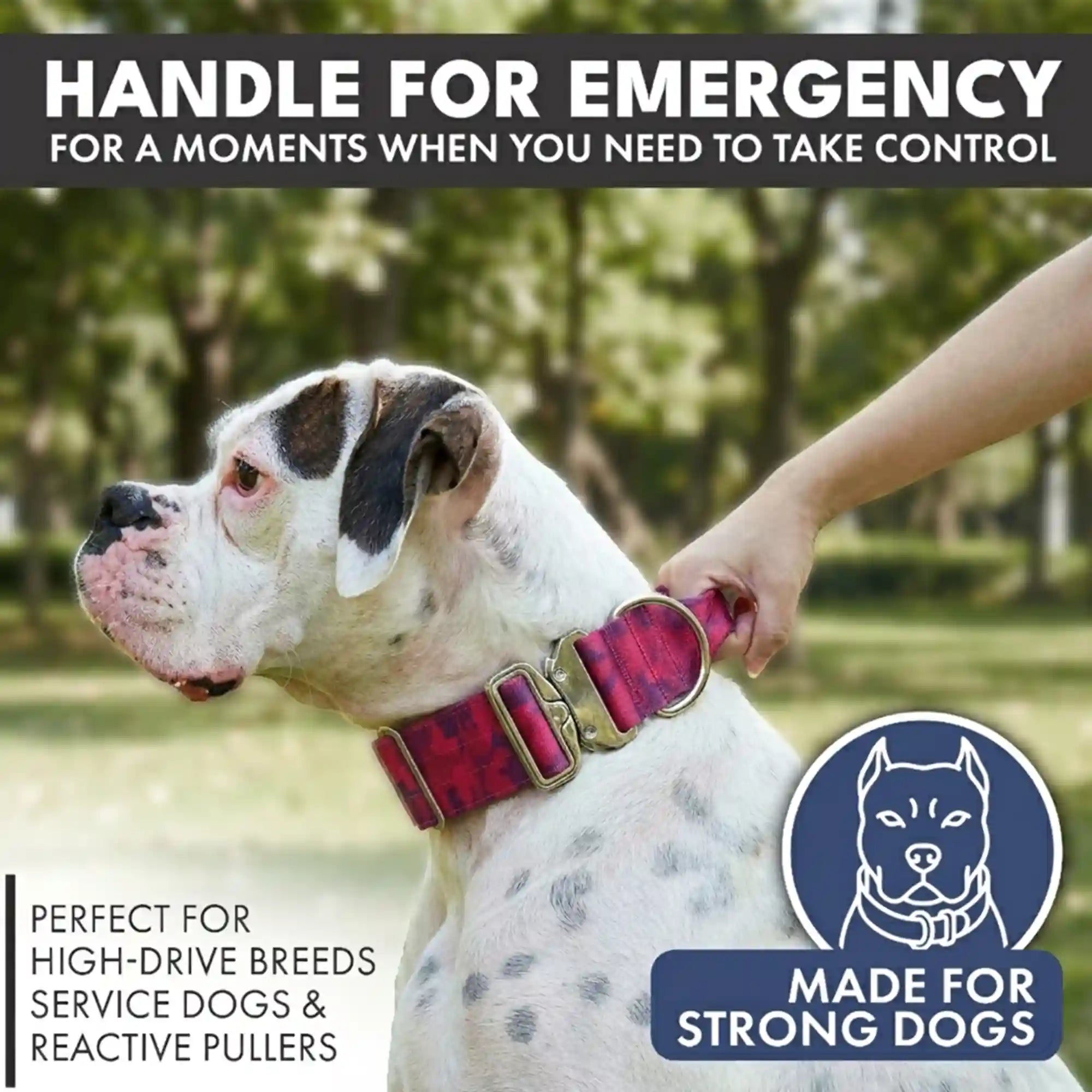 sparkpawsmaut.com