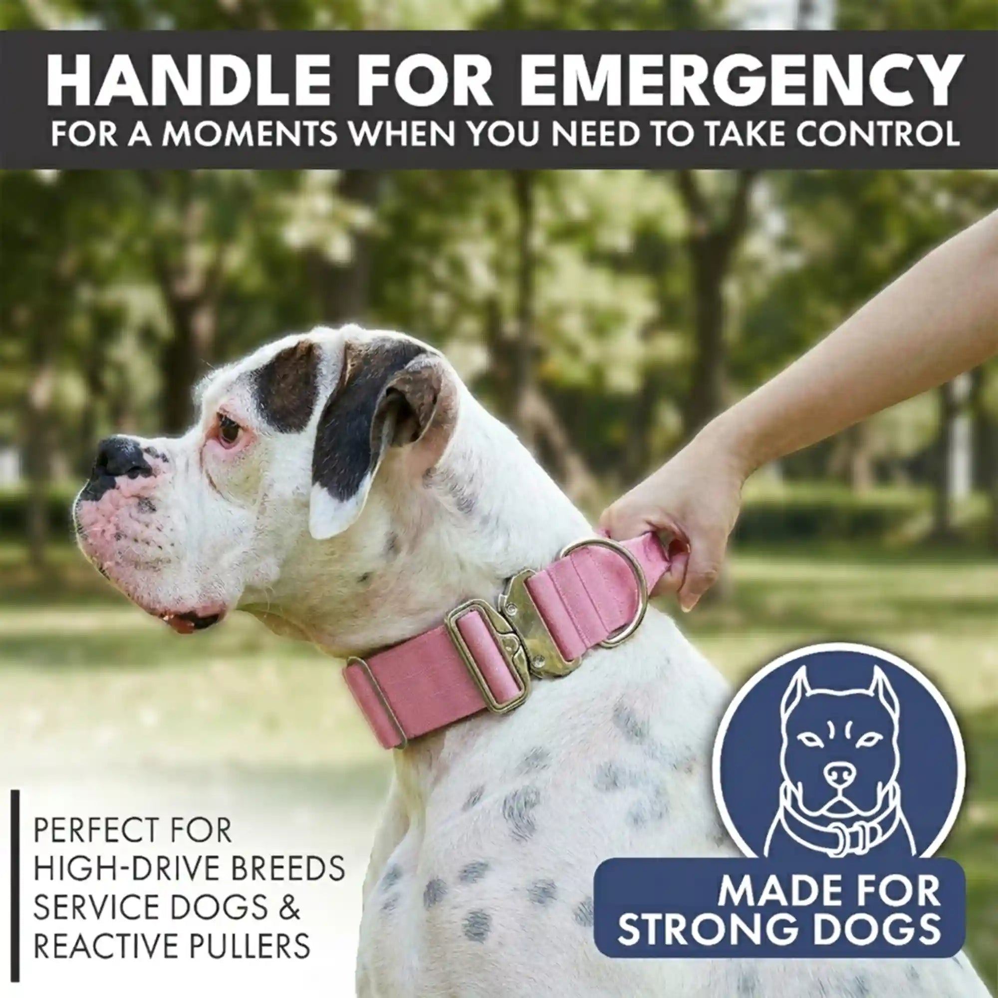 sparkpawsmaut.com