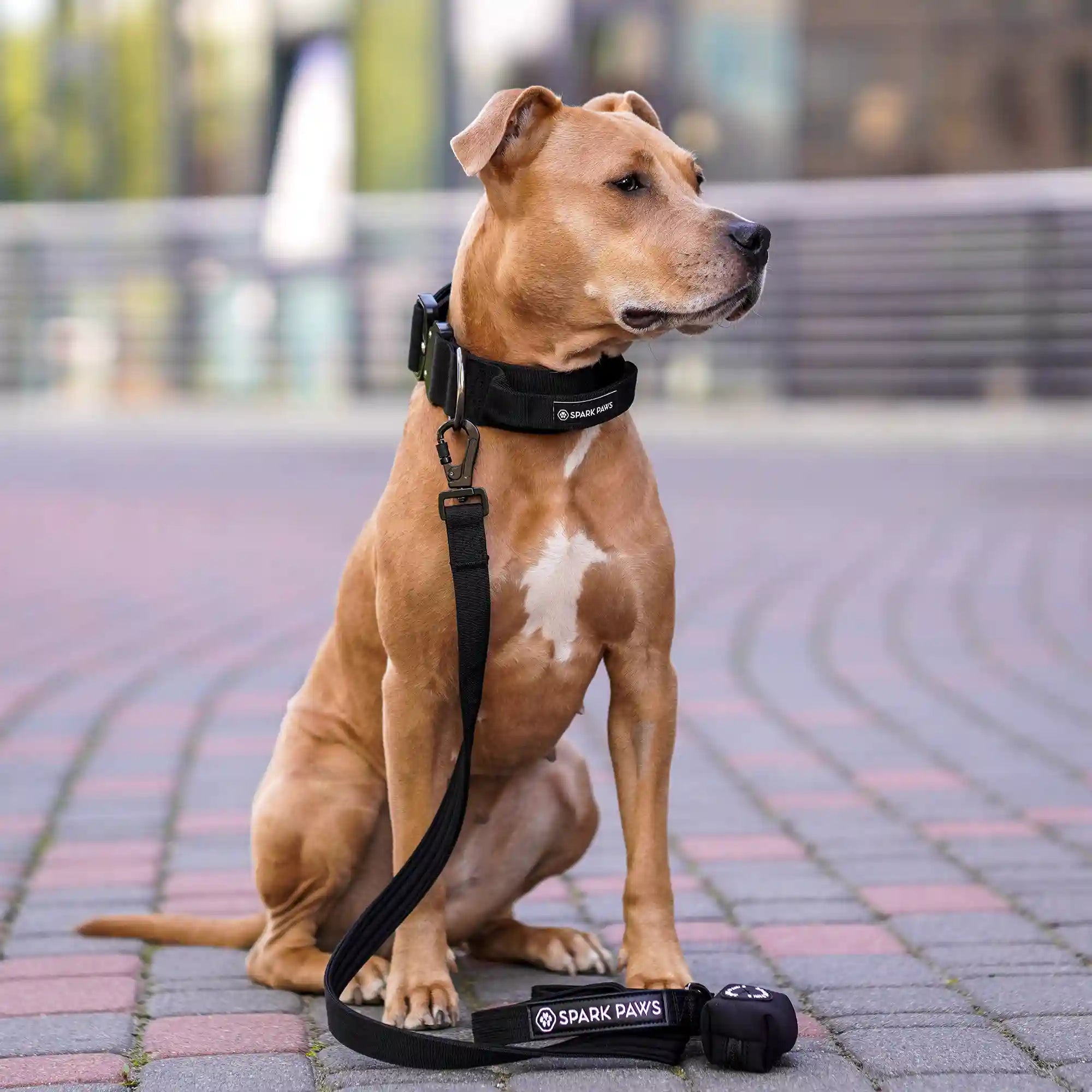 sparkpawsmaut.com