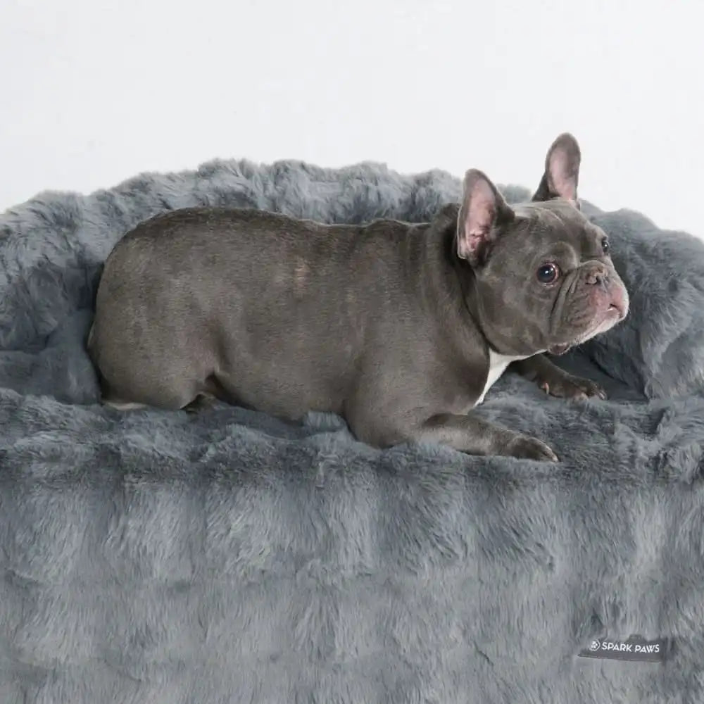 sparkpawsmaut.com
