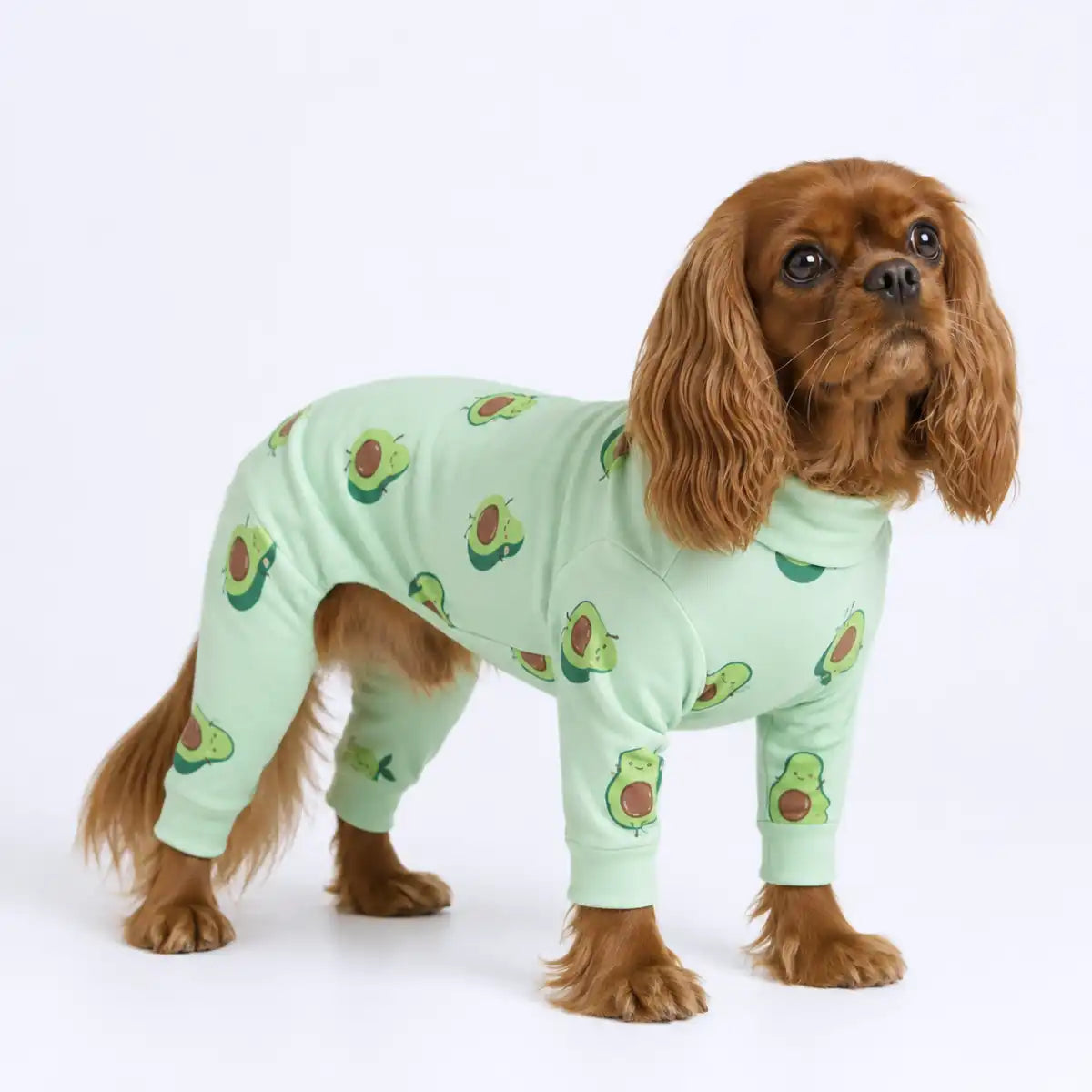 sparkpawsmaut.com