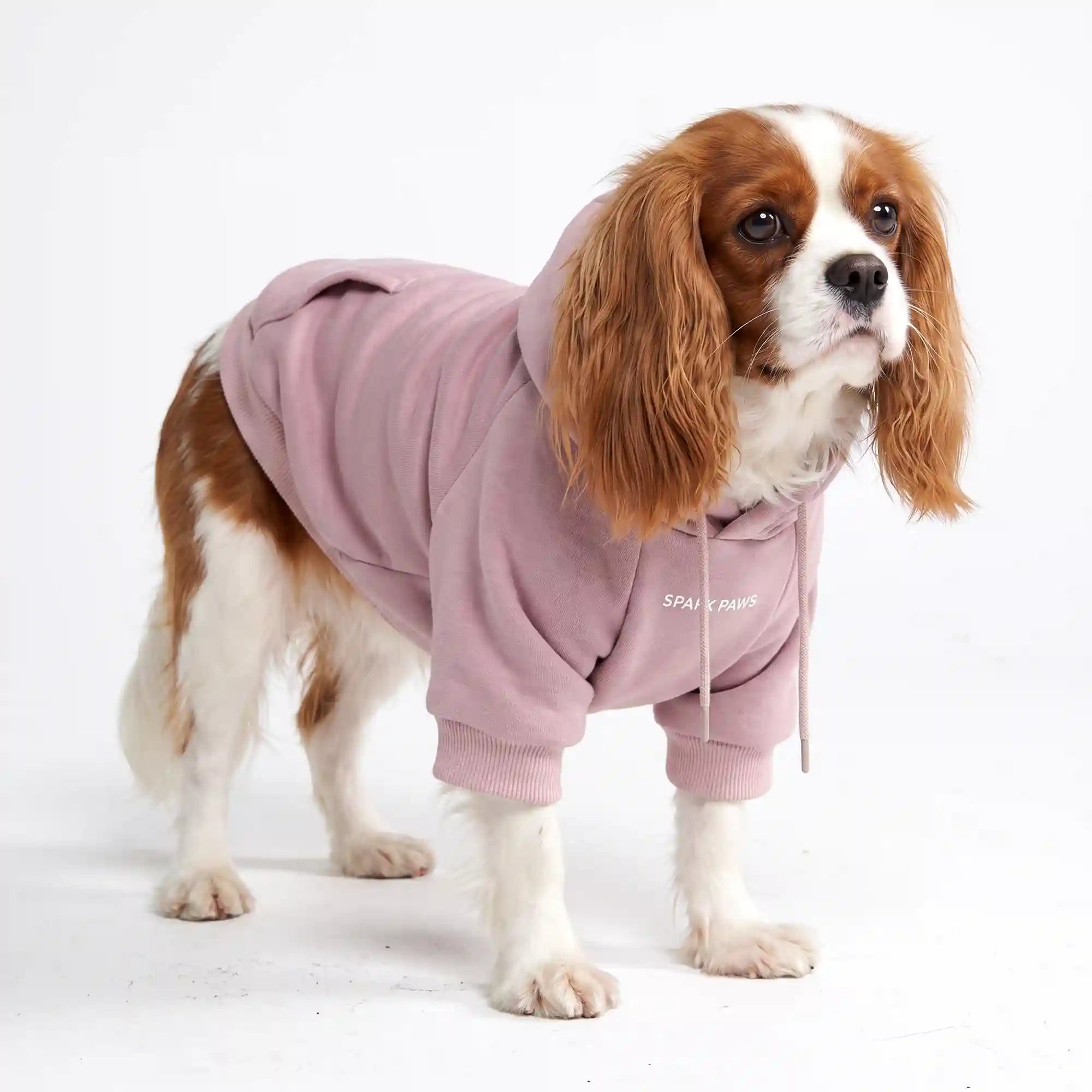 sparkpawsmaut.com
