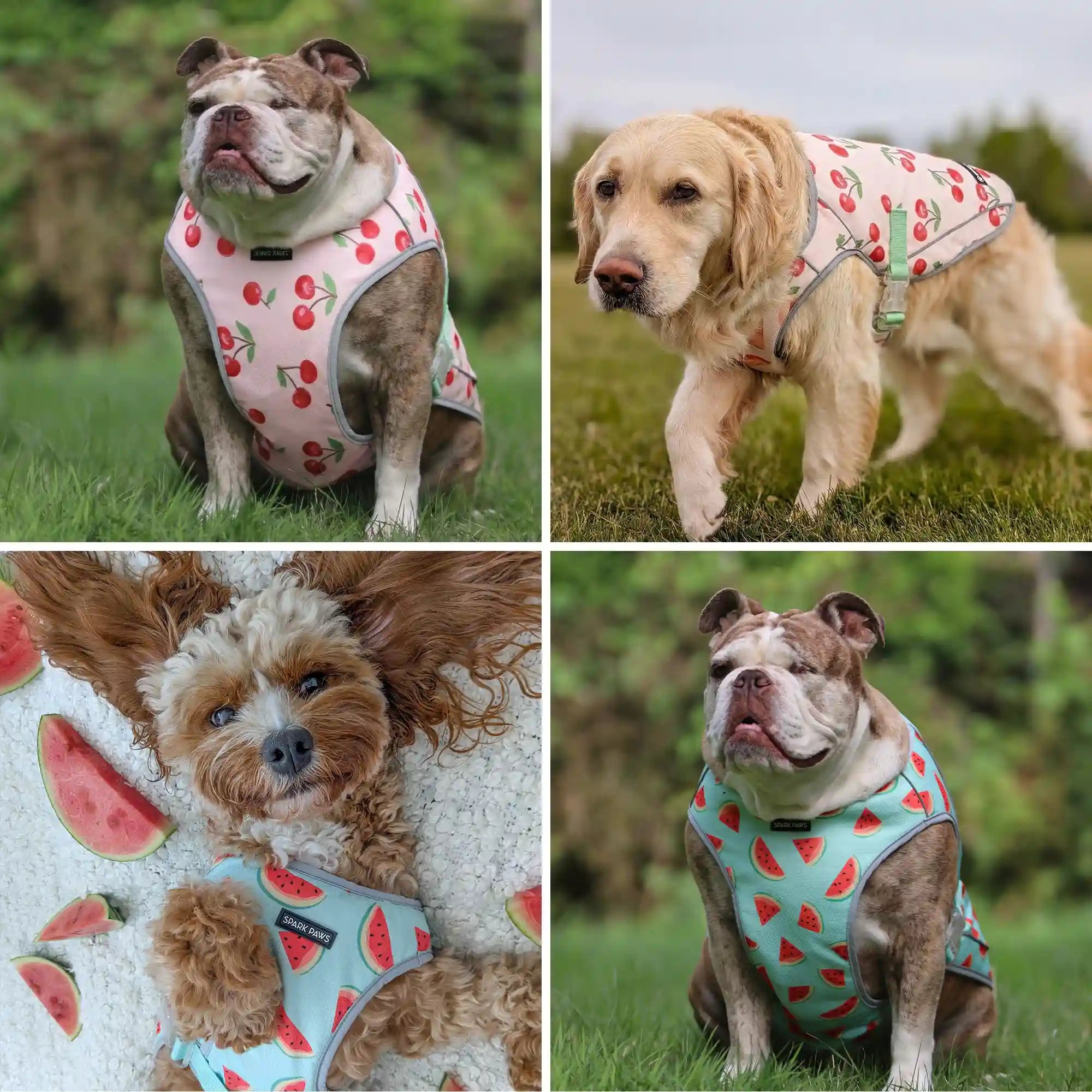 sparkpawsmaut.com