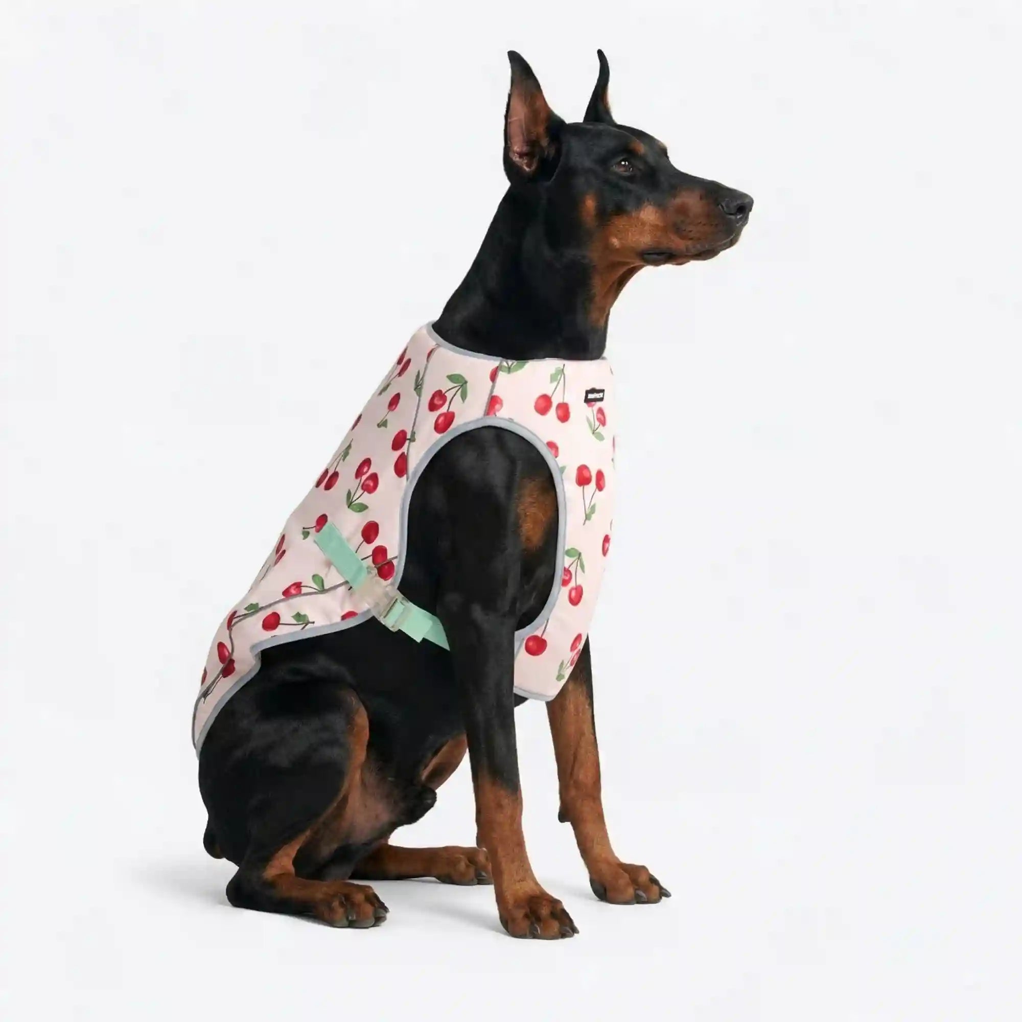 sparkpawsmaut.com