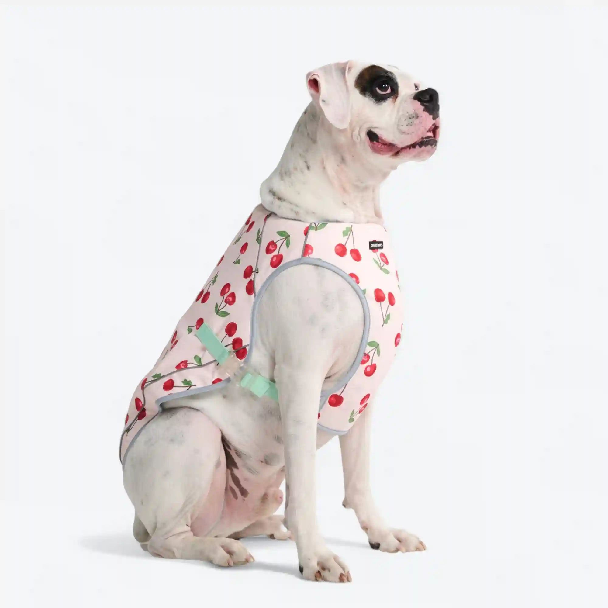 sparkpawsmaut.com