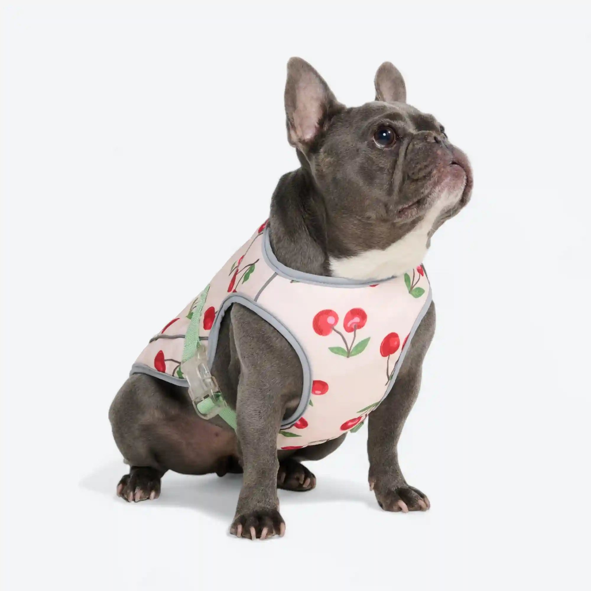 sparkpawsmaut.com
