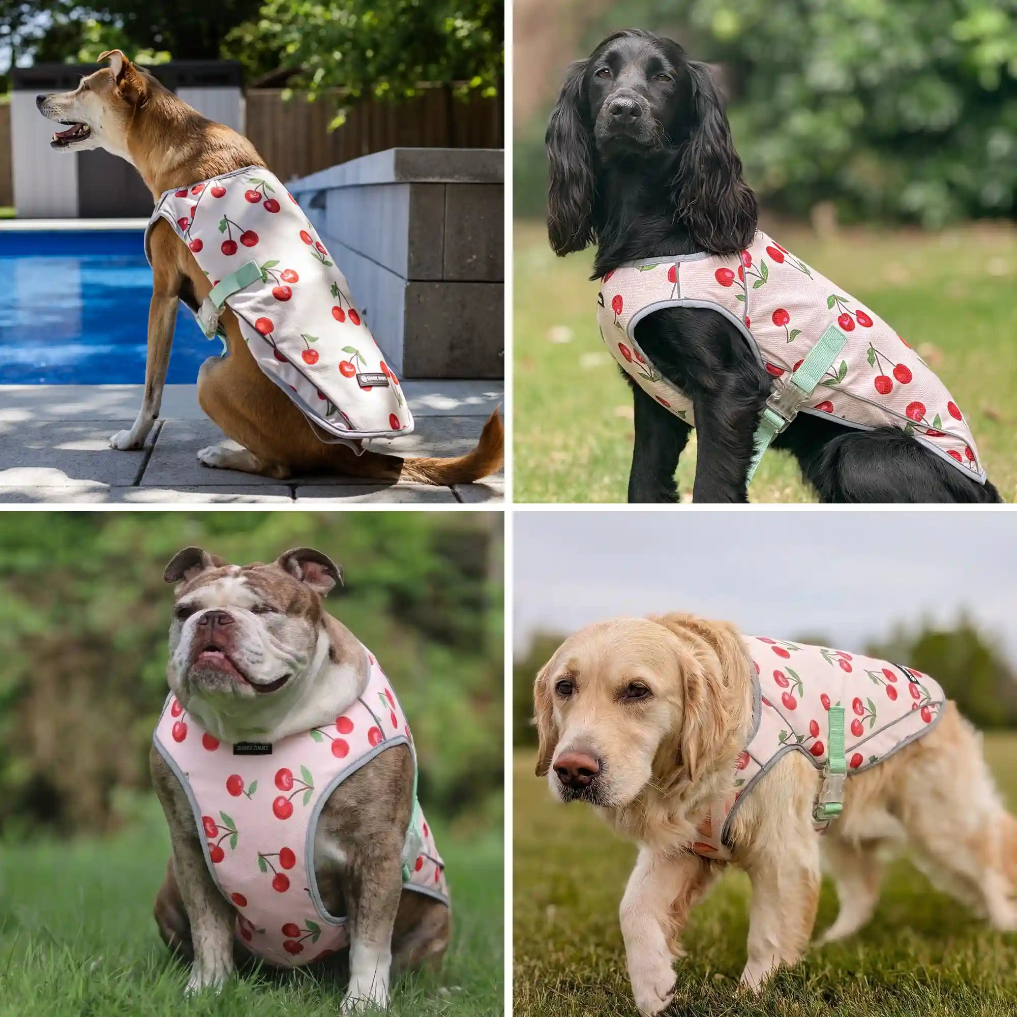 sparkpawsmaut.com
