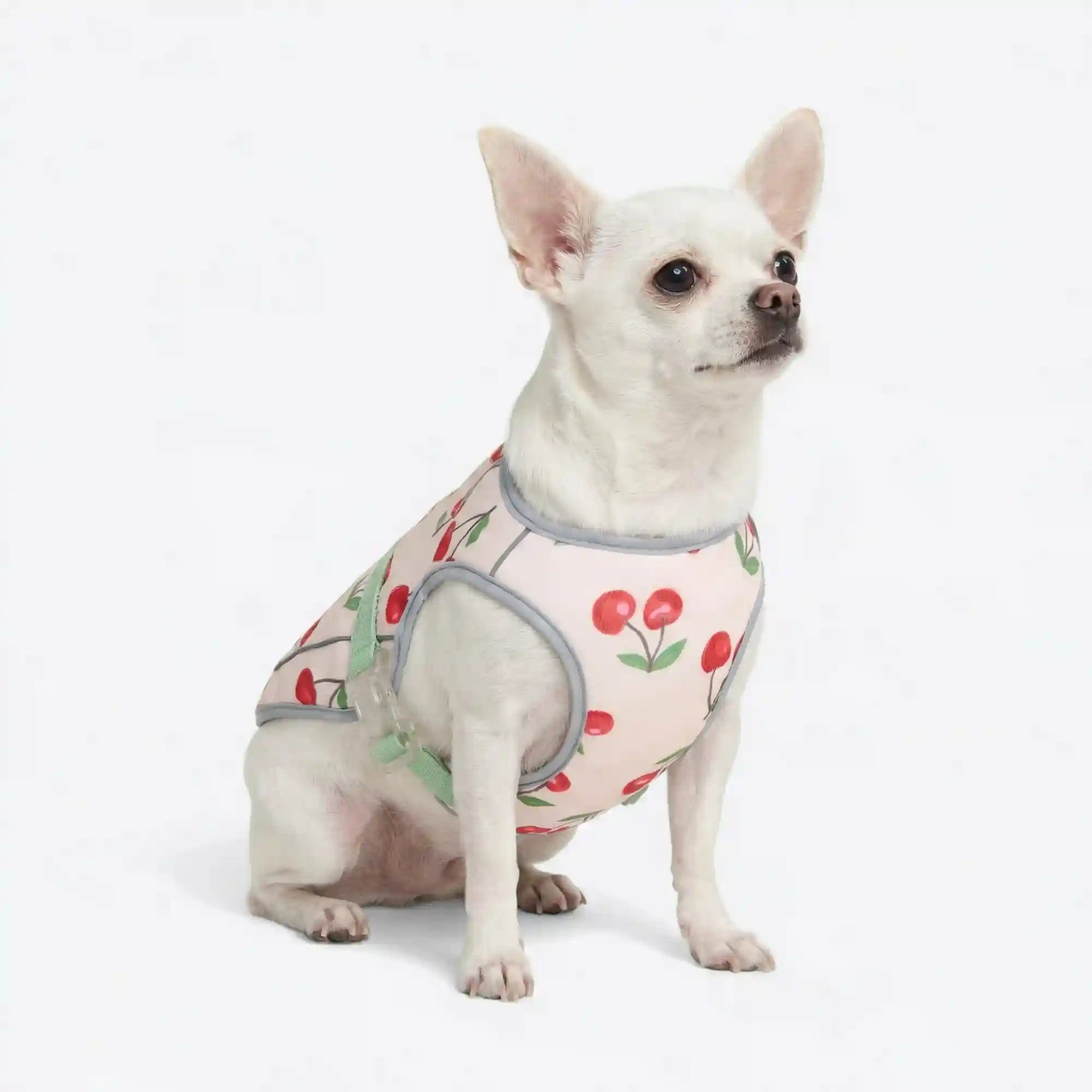 sparkpawsmaut.com