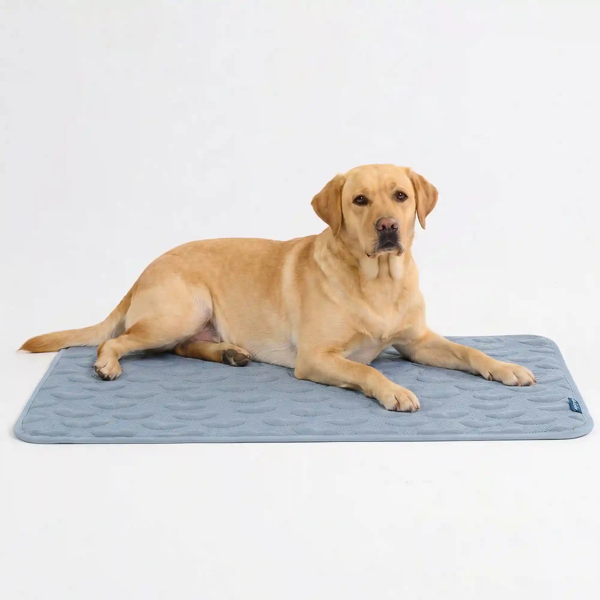 sparkpawsmaut.com